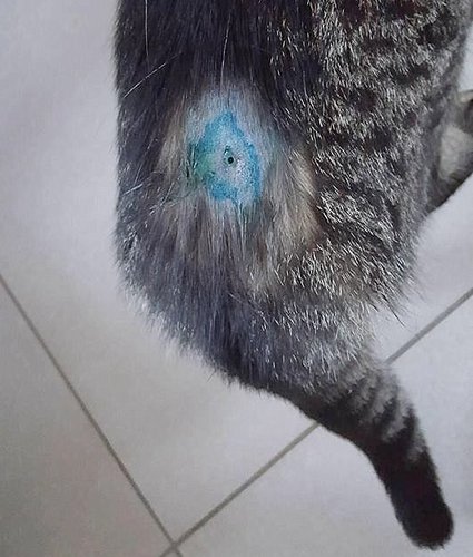  Śrut przeszedł przez ciało kotki na wylot (zdjęcie właściciela kotki)