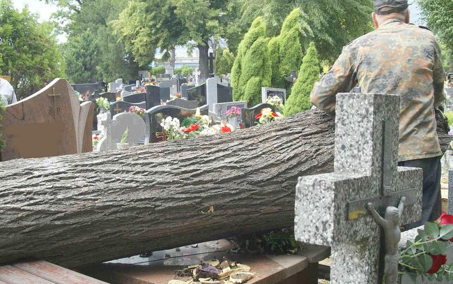 Spróchniałe drzewo przewróciło się na cmentarzu parafialnym w Strzelinie
