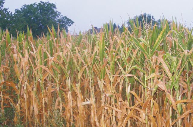 Skutki suszy najbardziej widać w uprawach kukurydzy