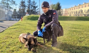 Psy wykrywają narkotyki