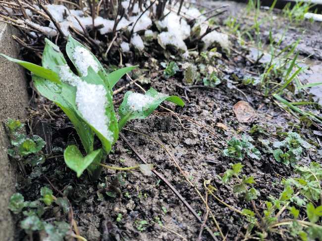 W tym czasie szczególnie cenną rośliną jest czosnek niedźwiedzi