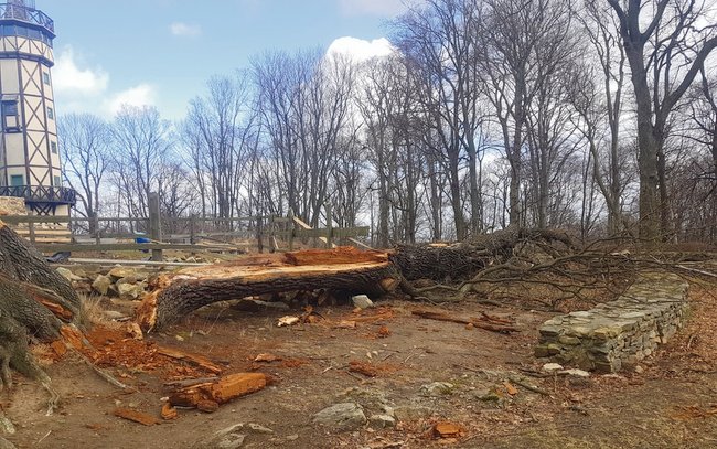 Porywisty wiatr powalił na Gromniku dąb. Foto: Konrad Świeżowski, Urząd Gminy w Przewornie