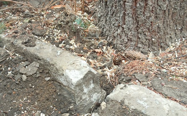Na skutek silnego wiatru, korzenie uszkodziły betonowy krawężnik Na skutek silnego wiatru, korzenie uszkodziły betonowy krawężnik