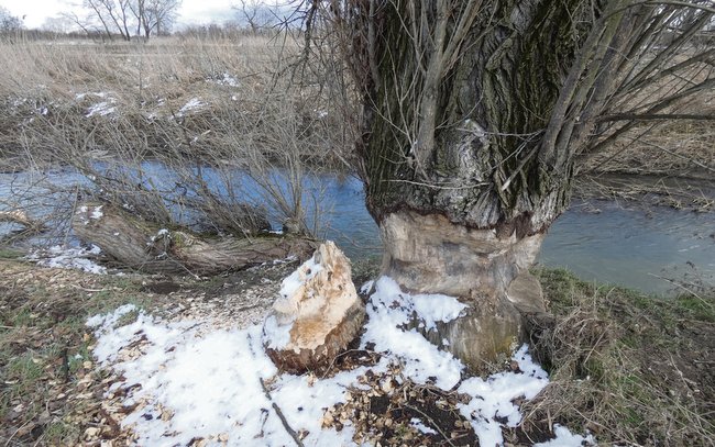 Jeden z pni po ścięciu wylądował w rzece