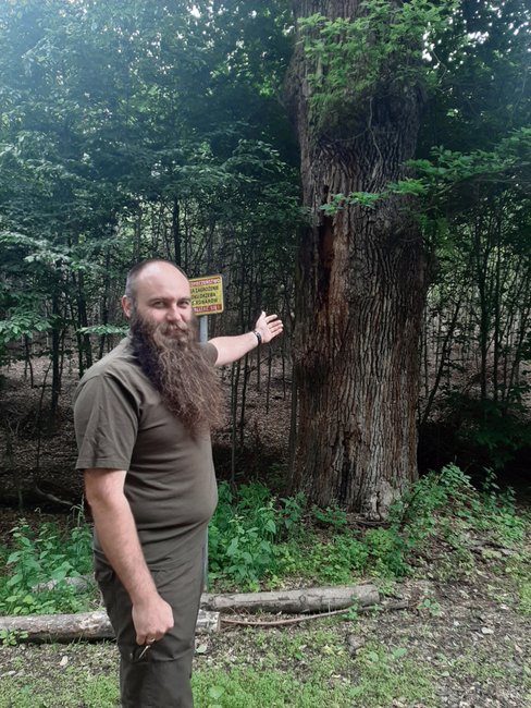 To drzewo nie jest jeszcze w tak złym stanie jak jego sąsiad. Jednak jak zauważa Krzysztof Flis i tutaj są widoczne wypróchnienia To drzewo nie jest jeszcze w tak złym stanie jak jego sąsiad. Jednak jak zauważa Krzysztof Flis i tutaj są widoczne wypróchnienia