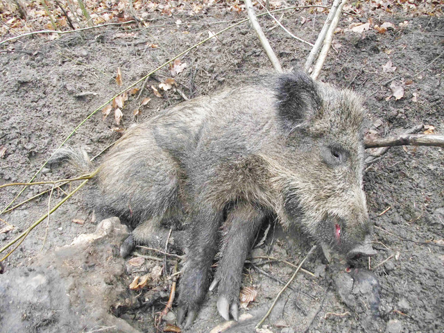 W zastawione przez kłusownika wnyki złapał się dzik. Zwierzę walczyło kilka dni. Zryło ziemię w promieniu półtora metra, próbując się uwolnić