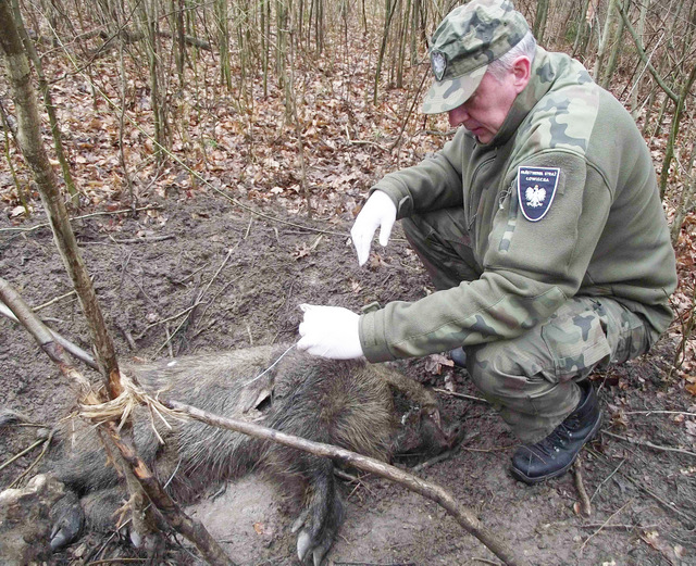 Po kilku dniach, gdy na miejscu byli strażnicy z Państwowej Straży Łowieckiej we Wrocławiu, zwierzę było odcięte od sideł. Trwa postępowanie w sprawie grasującego kłusownika