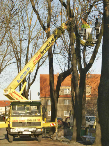 Do pielęgnacji wysokich drzew niezbędny jest podnośnik