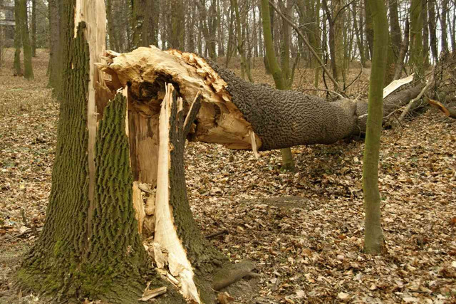 Wiekowy dąb okazał się spróchniały w środku