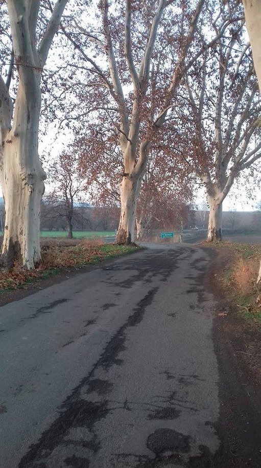 Aleja platanów w Żelowicach Aleja platanów w Żelowicach