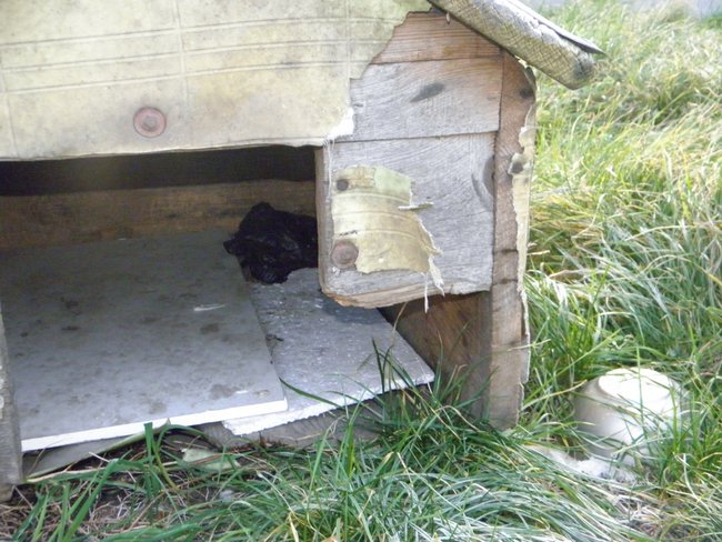 Na podwórzu w Wiązowie znaleźliśmy taką zniszczoną budę. Nic dziwnego, że suczka nie chciała w niej spać