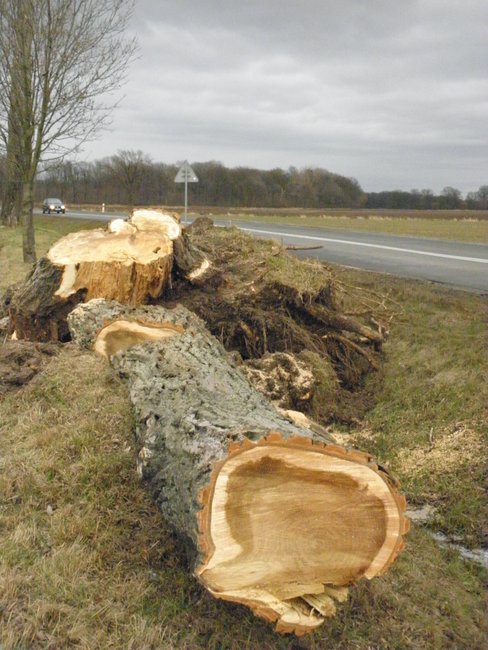 Przy drodze między Głęboką a Wiązowem znikną 43 topole