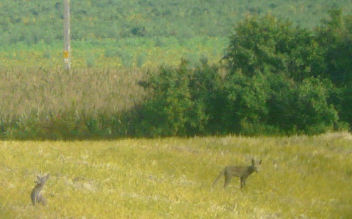 Zdjęcie zrobione przez pana Mariusza, syna pani Grażyny, przedstawia dwa szakale, które bawiły się w odległości około 200 metrów od posesji. Widać, że zarówno ogon, pysk, jak i uszy zwierzaków nie pasują do rodzimych gatunków. Również proporcje ciała są zupełnie inne niż np. u lisów. Jak do tego dodać miejsce, gdzie się schował i mur, po którym się wspinał, to lista gatunków zaczyna być już bardzo krótka  