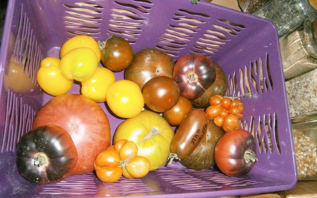 Uprawiane przez panią Anię pomidory są żółte, czerwone a nawet niebieskie