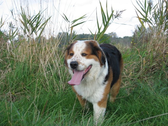 Bruno