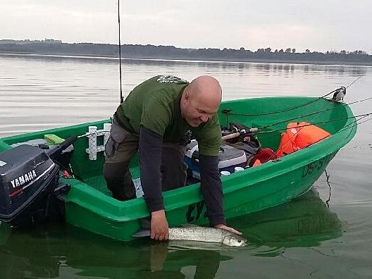 Złowione przez pana Piotra bolenie żywe i w dobrej kondycji wróciły do zalewu. Foto: „Okoń” Złowione przez pana Piotra bolenie żywe i w dobrej kondycji wróciły do zalewu. Foto: „Okoń”