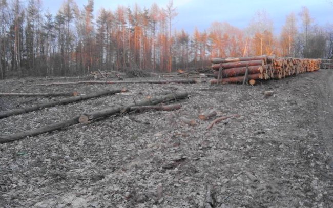 Nadleśnictwo Henryków wycięło niedawno drzewa w okolicach Gęsińca (fot. Tomasz Mondrzejewski)