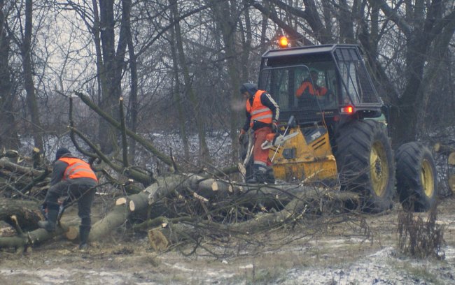 Pod siekierę poszło kilkadziesiąt drzew i sporo krzaków