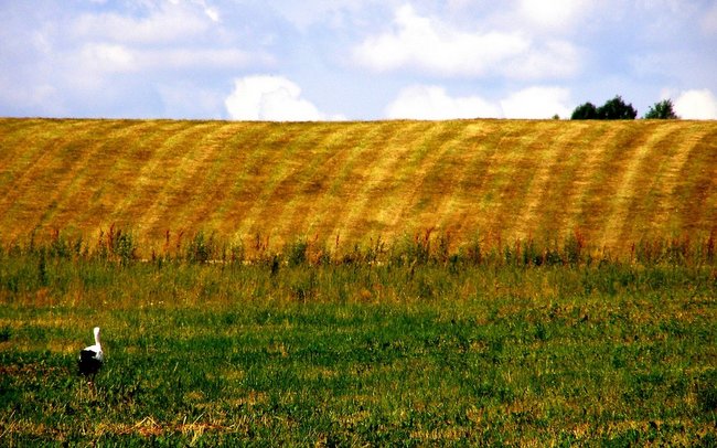 Za pomocą GEOSYSTEMU każdy mieszkaniec kraju, czy gminy może sprawdzić w internecie jak jego działka jest zapisana w miejscowym planie zagospodarowania przestrzennego.Foto: Valdas Zajanckauskas/freeimages.com