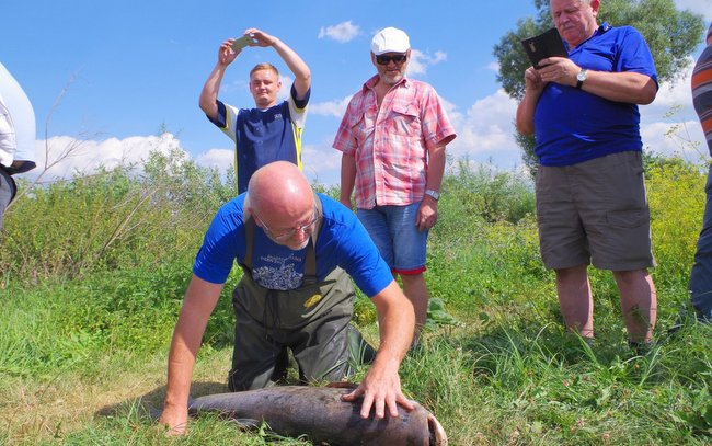 Wędkarze zmierzyli rybę, która miała ok.130cm